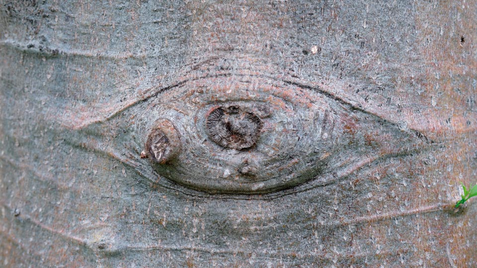 Pareidolias